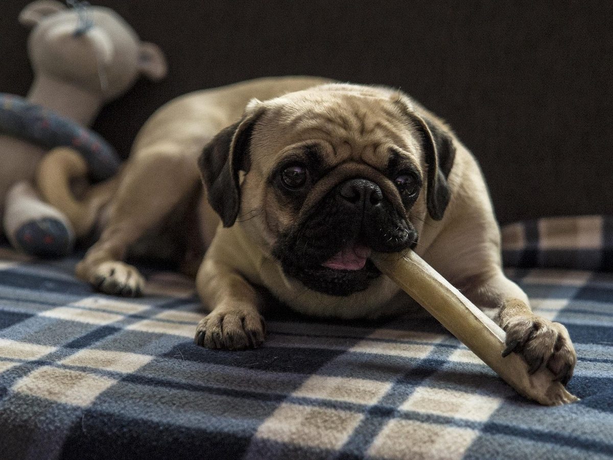Doggy, Doggy, Where's Your Bone?