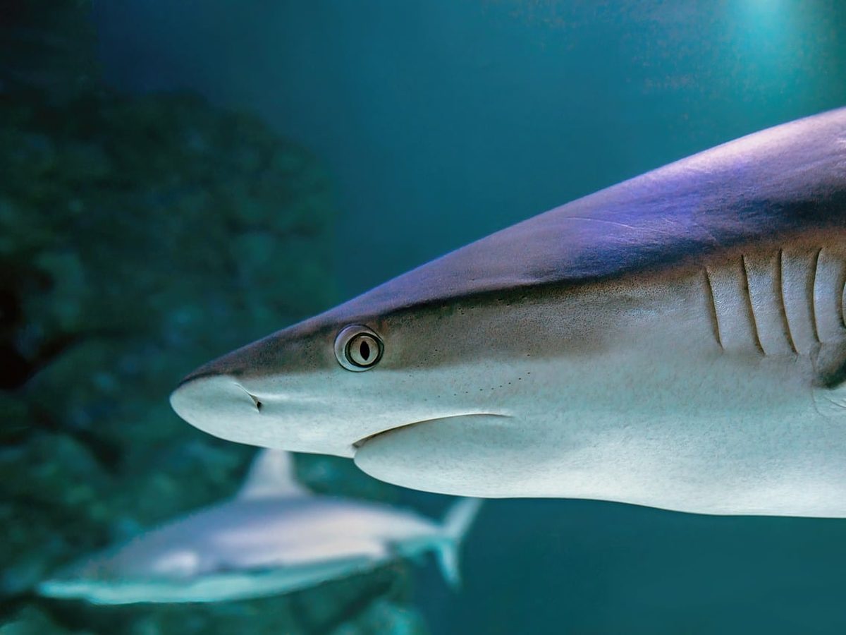 Sharks and Minnows