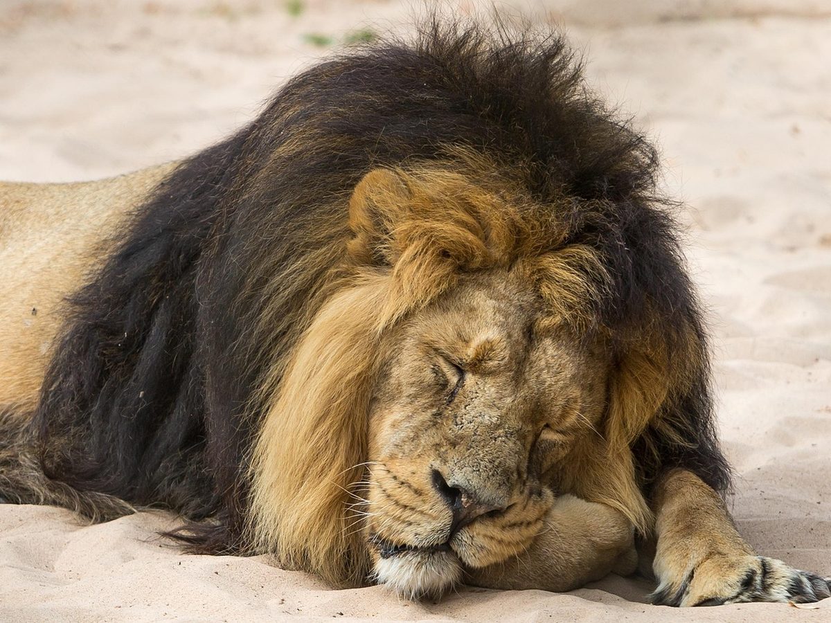 Sleeping Lions