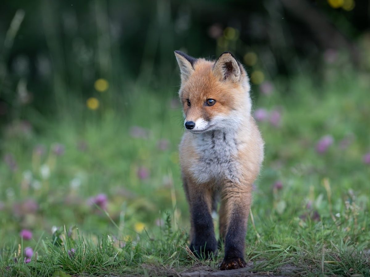 What Time Is It, Mr. Fox?